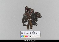 藏品(中國湖北皮影戲偶頭-生)的圖片